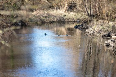 Küçük nehir veya dere yaz ormanda. Güzel countrysi