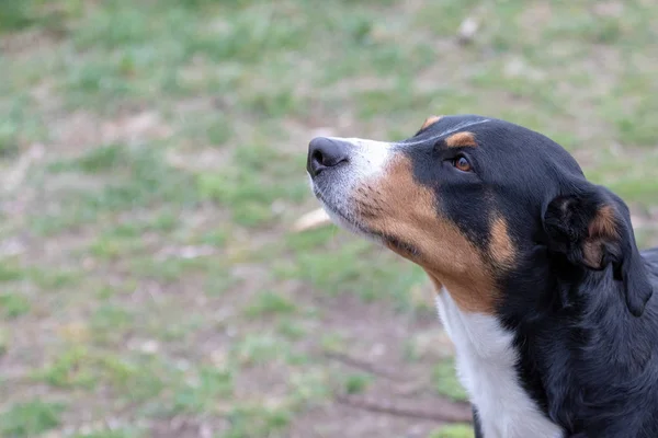 Retrato do rosto do cão, Appenzeller Sennenhund - Mountaindog — Fotografia de Stock
