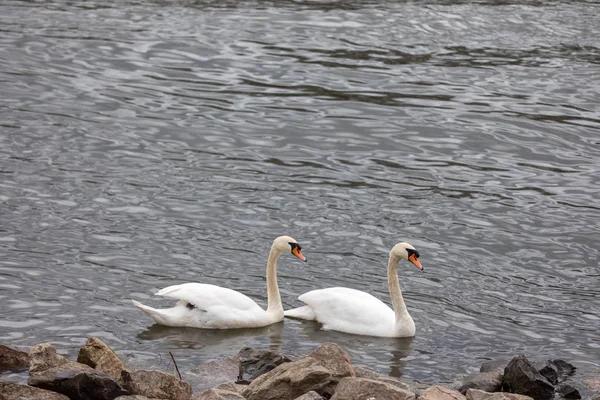 Cisnes brancos num lago azul. Cisne branco bonito com a família — Fotografia de Stock