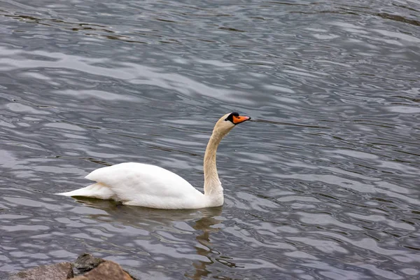 Cisne branco no lago azul. Fundo romântico — Fotografia de Stock