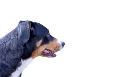 Beyaz arka plan üzerinde izole Appenzeller dağ köpek