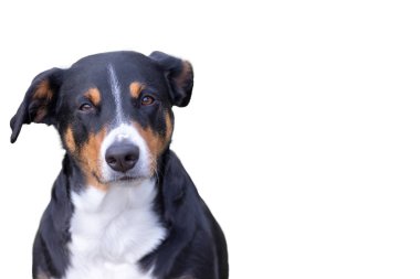 Beyaz arka plan üzerinde izole Appenzeller dağ köpek