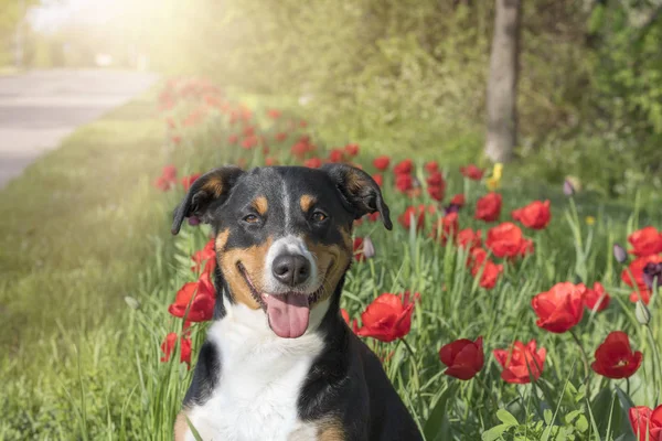 花のチューリップ畑に座って Appenzeller Sennenhund — ストック写真