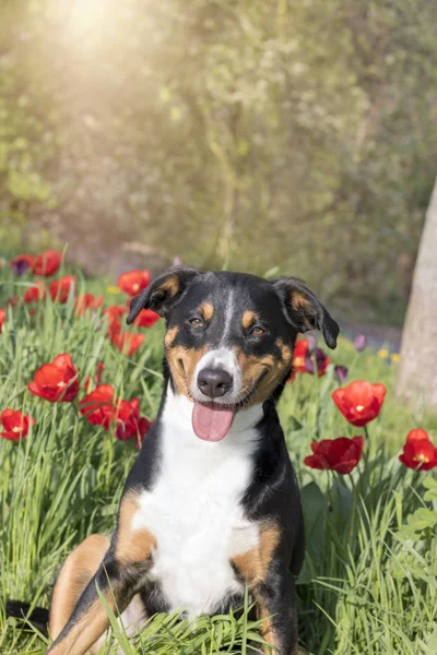 花のチューリップ畑に座って Appenzeller Sennenhund — ストック写真