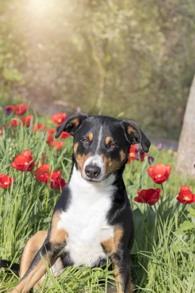 花のチューリップ畑に座って Appenzeller Sennenhund — ストック写真