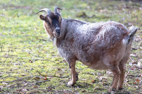 Brown cameroon dwarf goat standing on the sand. Side view
