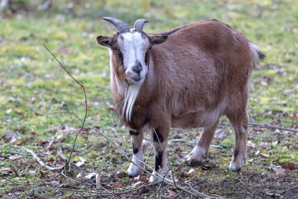 Brązowy Kamerun karzeł kozy stojącej na piasku — Zdjęcie stockowe