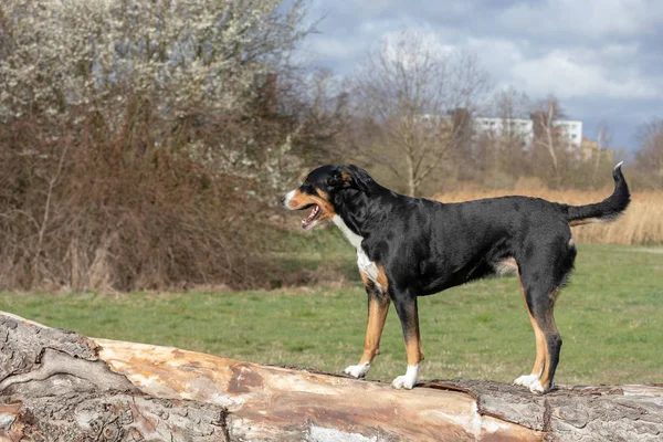 Appenzeller rasen hunden står på en trädstam och tittar forwa — Stockfoto