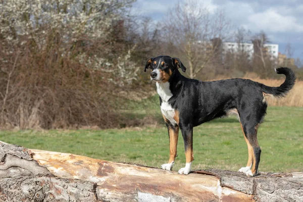 Appenzeller chien de race debout sur un tronc d'arbre et à la recherche forwa — Photo