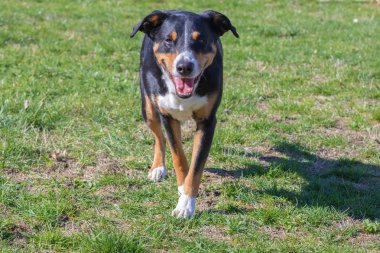 Oynak sakallı Appenzeller Mountaindog yeşil çimenlerin üzerinde çalışan