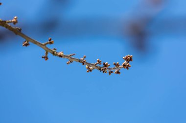 Yeni gelişen bir dal ve tomurcukları bir b kiraz ağacının Close-Up