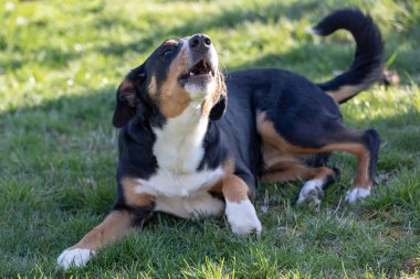 Üç renkli appenzeller dağ köpek havlamaya açık