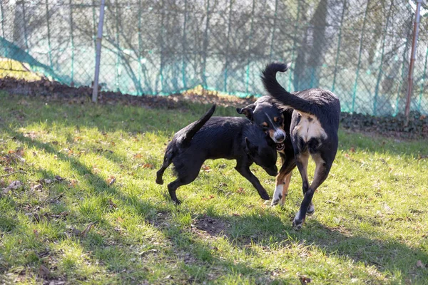 Appenzeller Mountain dog brinca com um cachorro Labrador mix ao ar livre — Fotografia de Stock