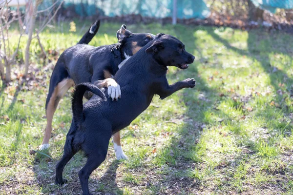 Appenzeller Mountain dog brinca com um cachorro Labrador mix ao ar livre — Fotografia de Stock