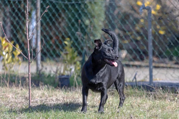 Un petit chien noir à l'extérieur dans de l'herbe verte. Le chien est un mélange — Photo