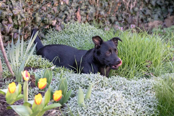 Un petit chien noir à l'extérieur dans de l'herbe verte. Le chien est un mélange — Photo