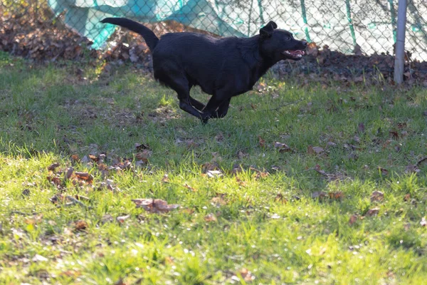 Küçük bir siyah koş köpek açık havada yeşil çim. Köpek bir karışımıdır — Stok fotoğraf