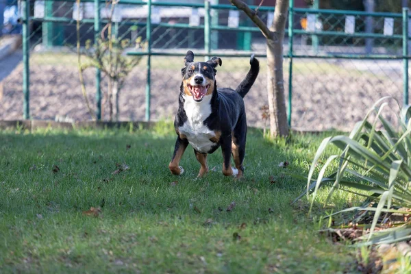 Giocoso barbuto Appenzeller Mountaindog in esecuzione su erba verde — Foto Stock