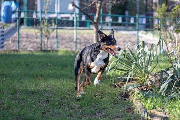 Verspielter bärtiger Appenzeller Berghund läuft auf grünem Gras — Stockfoto