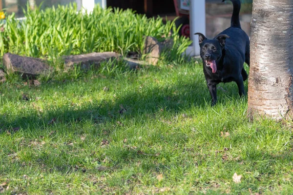 En liten svart hund springa utomhus i grönt gräs. Hunden är en blandning — Stockfoto