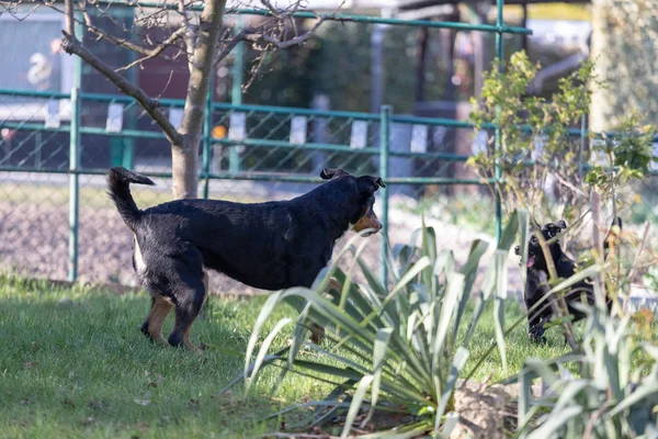 Appenzeller Mountain dog plays with a Labrador mix puppy outdoor