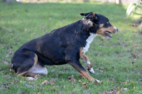 Appenzeller Sennenhund. Le chien s'assied dans l'herbe . — Photo