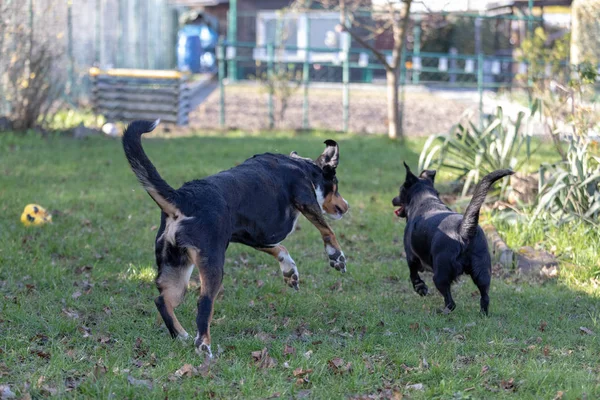 Dois cães brincando juntos ao ar livre pequeno e grande cão — Fotografia de Stock