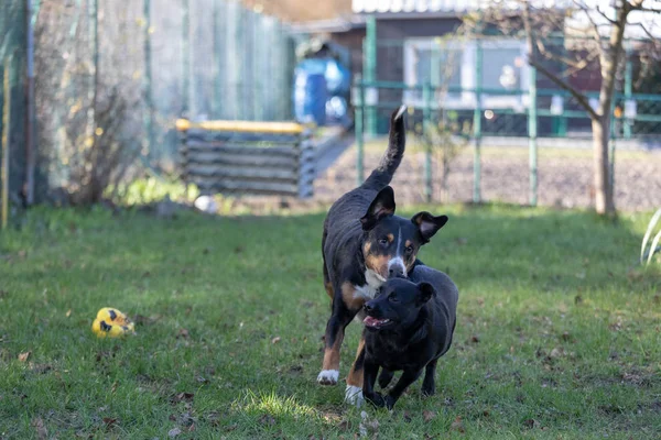 Appenzeller Mountain dog joue avec un chiot Labrador mix outdoor — Photo