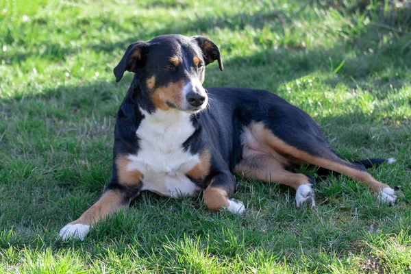 Appenzeller Sennenhund. El perro está tirado en la hierba . — Foto de Stock