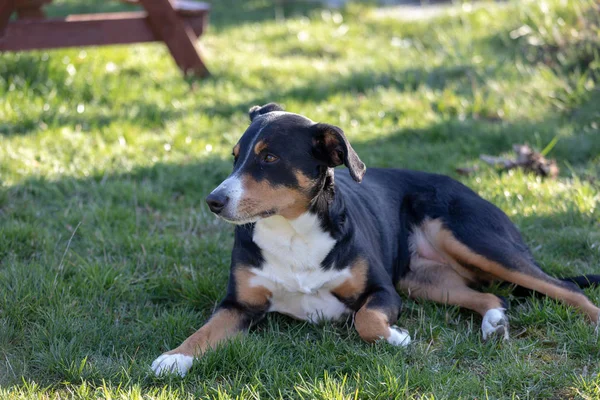 Appenzeller Sennenhund. Pes leží v trávě. — Stock fotografie
