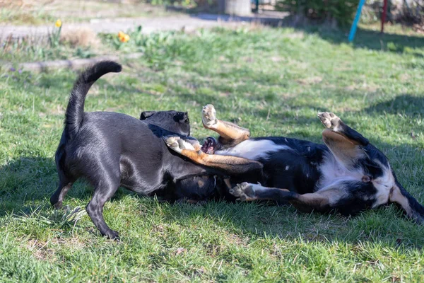 Appenzeller Mountain dog juega con un cachorro de mezcla Labrador al aire libre — Foto de Stock