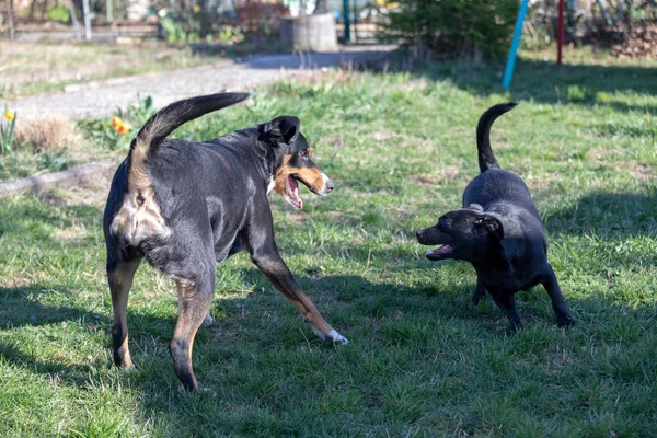 Appenzeller Mountain dog brinca com um cachorro Labrador mix ao ar livre — Fotografia de Stock