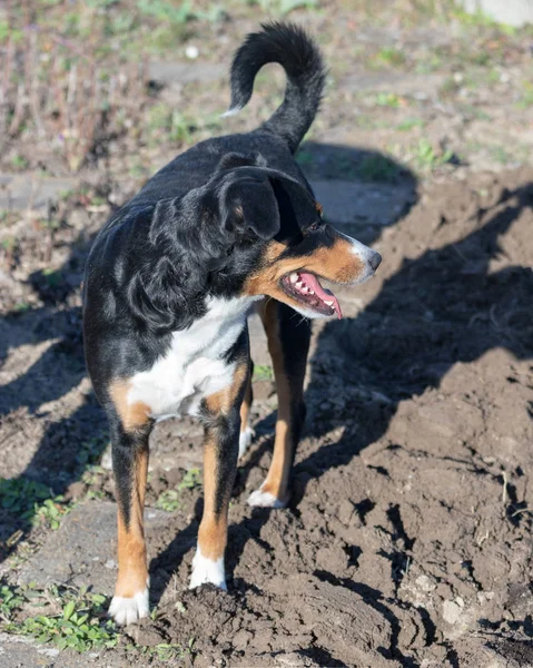 Appenzeller Sennenhund. El perro está parado en el parque. — Foto de Stock