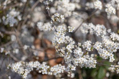 Arka plan beyaz çiçekli meyve ağaçlarının dalları 