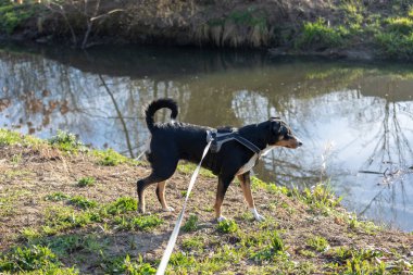 Çok güzel appenzeller dağ köpek parkında bir göl kenarında duruyor
