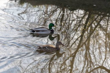 Male mallard follows female duck as they swim on water surface o clipart