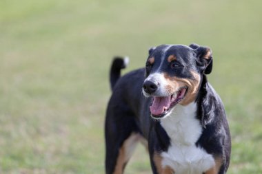 Appenzeller Dağ Köpeği, bir köpeğin portresi.. 