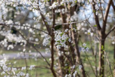 Arka plan beyaz çiçekli meyve ağaçlarının dalları