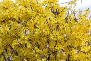 MahS çiçek. Sarı Başak çiçek. Kral çiçek açan MahS