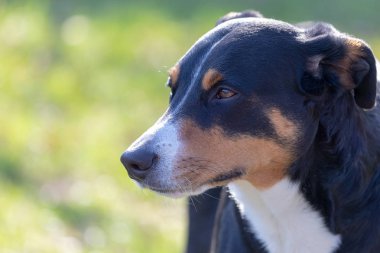 Appenzeller Dağ Köpeği, bir köpeğin portresi. 