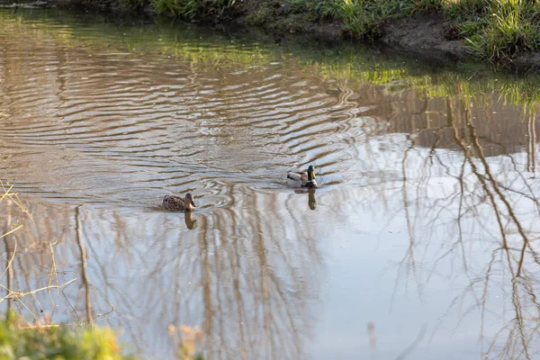 Férfi Tőkés következik női kacsa, hogy úszni a víz felszíni o — Stock Fotó