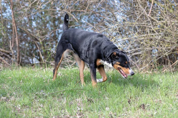 Appenzeller Mountain Dog, retrato de un perro de cerca. — Foto de Stock