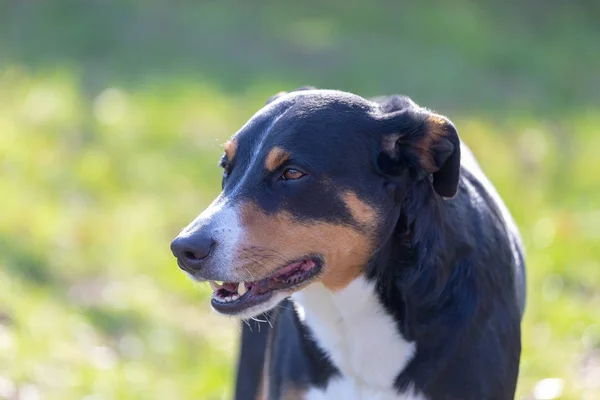 Appenzeller Mountain Dog, portrét psa zblízka — Stock fotografie