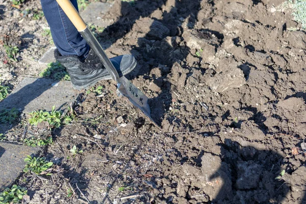 Gardening preparing soil by digging over with a garden spade — Stock Photo, Image