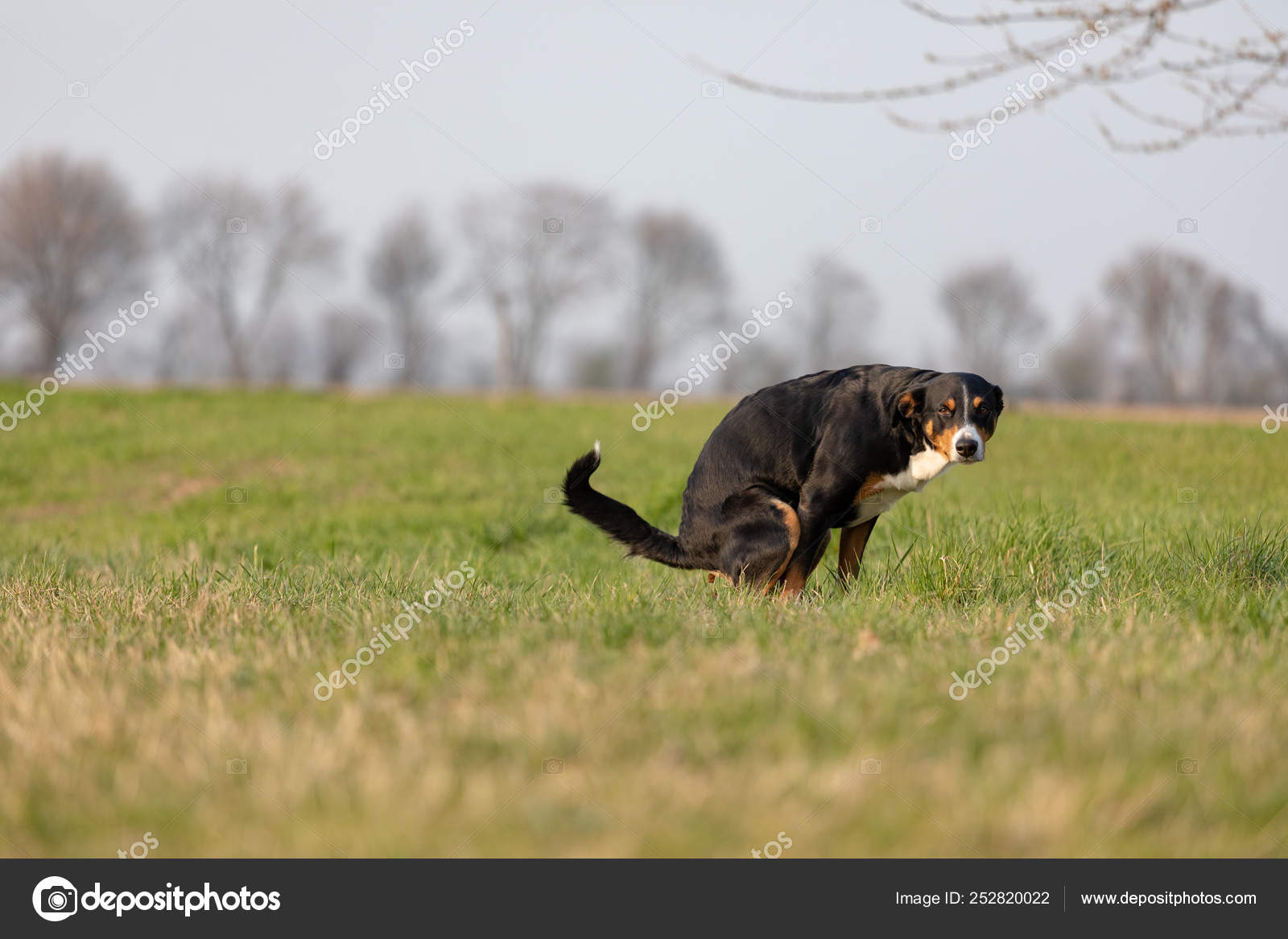 Stockfoto'S Van Poepende, Rechtenvrije Afbeeldingen Van Poepende | Depositphotos