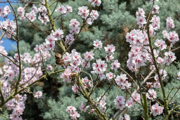 Hermosos árboles de flor de cerezo japonés blanco y rosa en su totalidad B — Foto de Stock