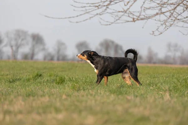 Appenzeller Chien de montagne, portrait d'un chien gros plan. — Photo