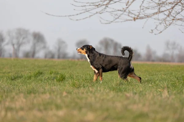 Appenzeller Mountain Dog, porträtt av en hund närbild. — Stockfoto