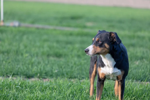 Appenzeller chien de montagne dans le parc manger de l'herbe — Photo