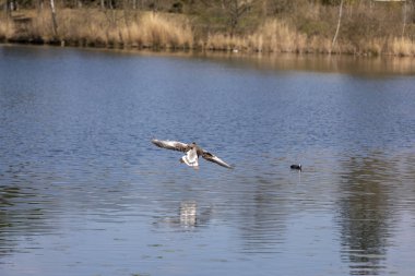 Doğa bahar su hayat Gölü sıcak ördek uçmak